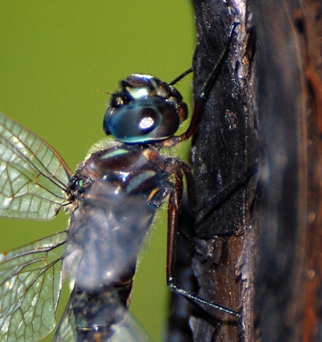 Male (posed)
11 April 2008, Florida